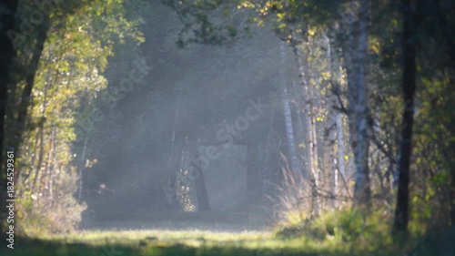 Roe deer buck crossing and walking in the shadow of a forest path at sunrise joined by a doe whom he pursues. Capreolus capreolus, Sologne, Loiret 45, région Centre Val de Loire, France, Europe