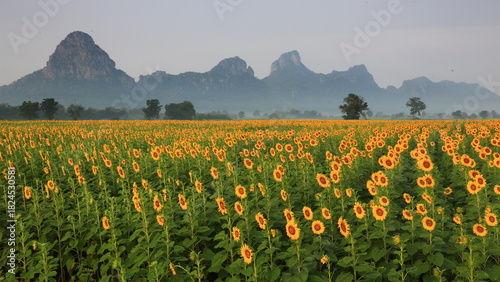 Common Sunflower (Helianthus annuus) grown as a crop for its edible oil and edible seed. Khao Chin Lae Sunflower Fields in Lopburi ,THAILAND