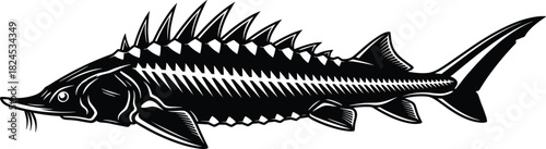 Detailed sturgeon fish illustration featuring bold spiked dorsal design, aquatic wildlife silhouette, freshwater species artwork perfect for fishing and nature themes
