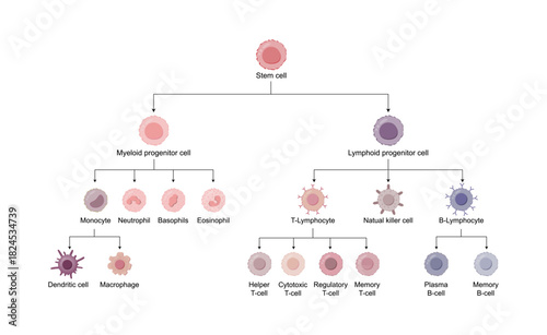 Cells of the innate and adaptive immune system, Hematopoiesis cell type scheme, stem cell, B and T lymphocytes, Basophil, neutrophil, eosinophil, monocyte, dendritic cell, macrophage and plasma cells.