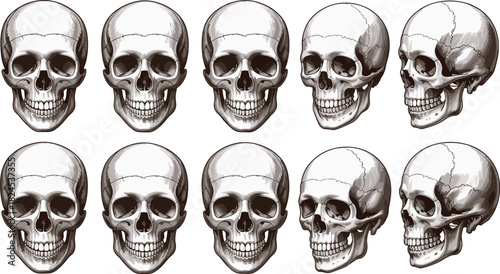 Ten human skulls in various angles and perspectives