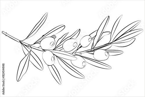 Delicate line art illustration of an olive branch with leaves and olives. Perfect for logos, packaging, or decorative elements. Simple, elegant, and timeless.