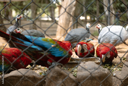 Scarlet macaws and guineafowl feeding inside an aviary, representing animal welfare and conservation efforts