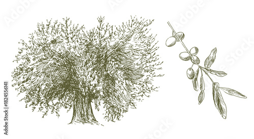 A pen-and-ink illustration of an Italian olive tree and a detailed branch with ripe olives.