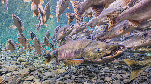 Underwater view of salmon swimming upstream over rocky riverbed in clear water. Chum and Pink salmon spawning migration, Alaska, USA