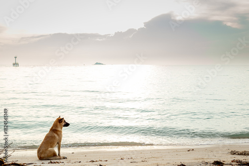 Wallpaper Mural Puppy stray dog on beach sea coast at sunset. Soft light Torontodigital.ca