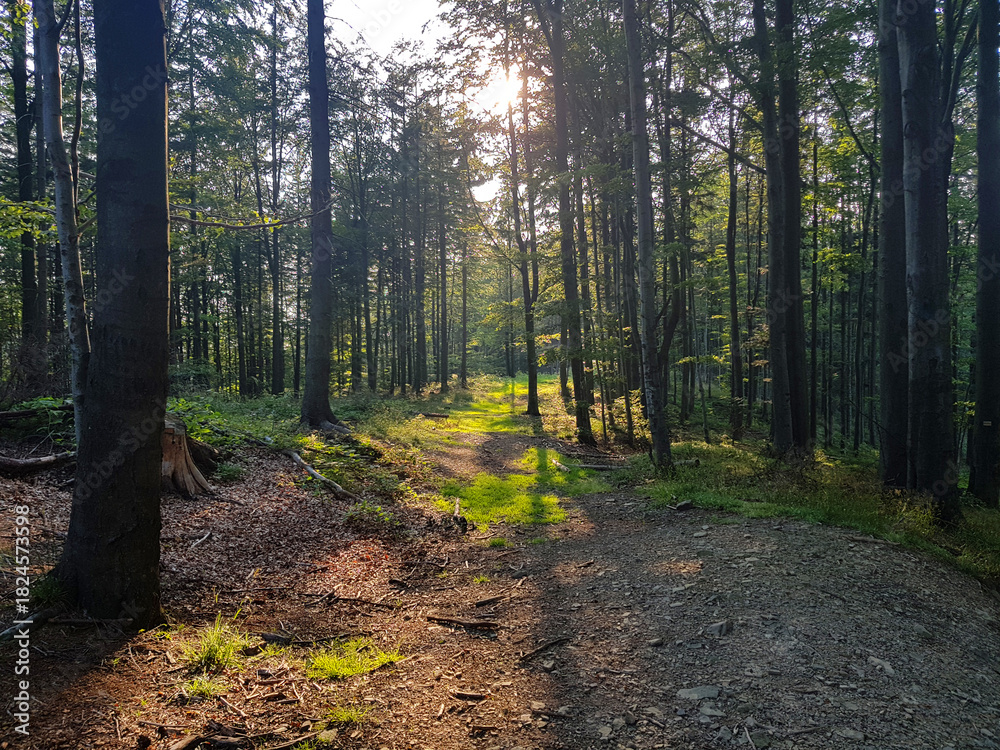 Obraz premium Forest background. Sun rays illuminating the trees