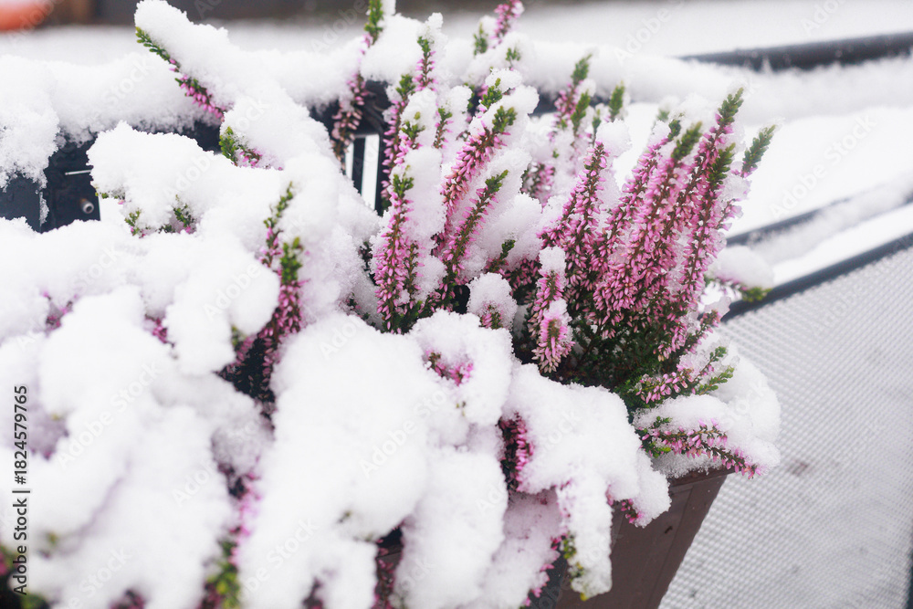 Fototapeta premium Heather flowers with snow. Heather blooms covered with snow in a garden pot closeup. Concept of winter floral contrast, seasonal visual, and nature photography design.