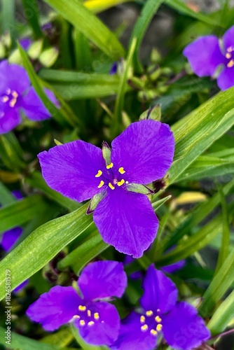 Macro photo of purple Tradescantia flowers with yellow pollen details surrounded by lush green foliage. A vivid spring bloom showcasing texture, contrast, and natural elegance.