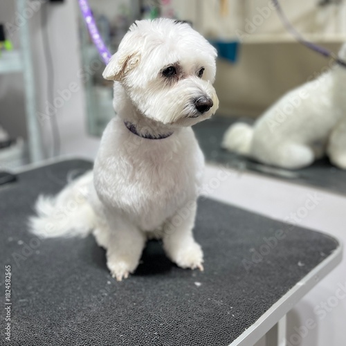 A short-haired Maltese dog with white fur sits on a black grooming table after being bathed, combed, and trimmed, against a mirror background. Copy space. Grooming salon