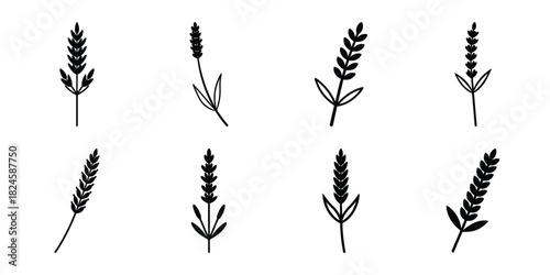 lavender stem flowers vector icon set. Flowers isolated on transparent background. Flowers in modern simple.