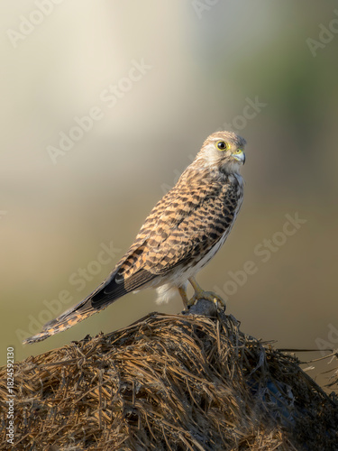 Common Kestrel in the farm land of Bahrain.