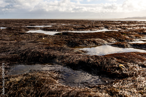 Close-up Macro of Dark Seaweed Texture and Shallow Tidal Pools