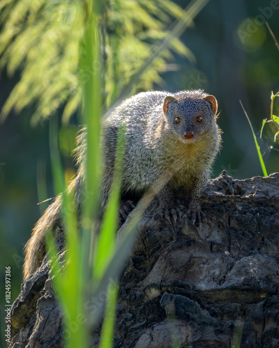 Common Gray Mongoose or Herpestes Edwardsii in a farm in Bahrain.