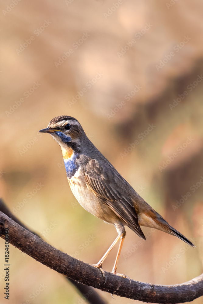 Fototapeta premium A beautiful close-up of a bird Bluethroat (Luscinia svecica). West Bengal, India