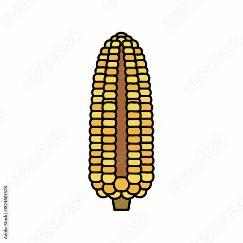 Illustration of a Fresh Ear of Corn with Kernels.