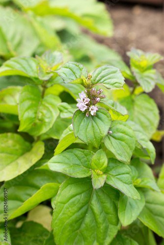 Peppermint (Australian mint).