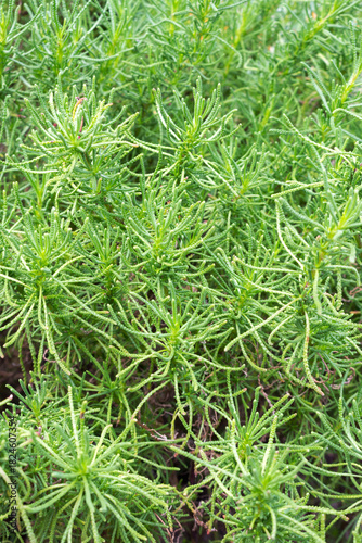 Olive herb (Santolina viridis), green perennial plant, seasoning.