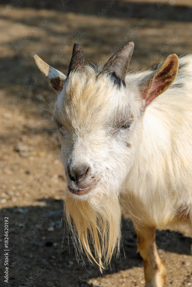 Fototapeta premium A close-up of a white goat with long beard and horns standing outdoors in sunlight, showcasing its textured fur and calm expression.
