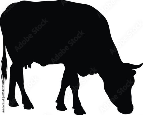 Silhouette of a grazing cow isolated on a white background