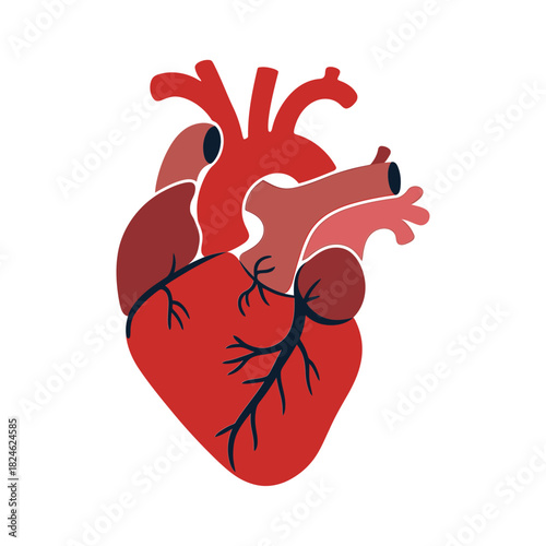 Stylized anatomical human heart illustration