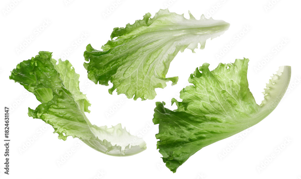 Naklejka premium Set lettuce salad leaf flying isolated on white background, clipping path