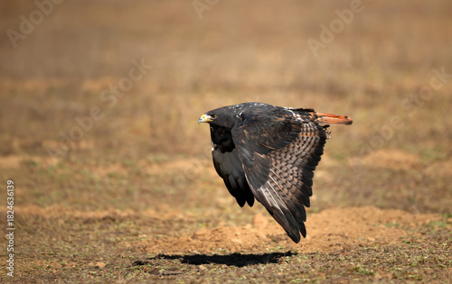 Dark morph Augur Buzzard in flight over Ethiopian highlands