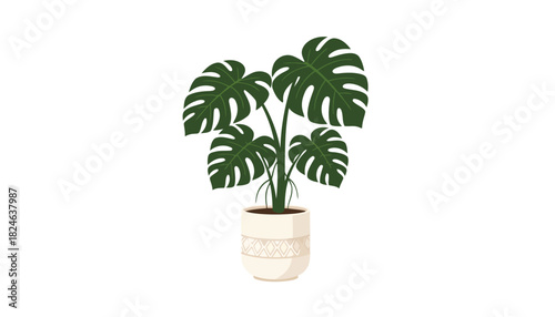 Vibrant monstera deliciosa houseplant with split leaves in pot.