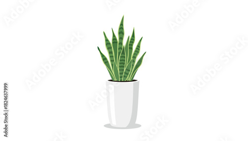 Upright variegated snake plant in white pot.