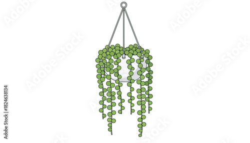 Hanging string of pearls succulent plant.