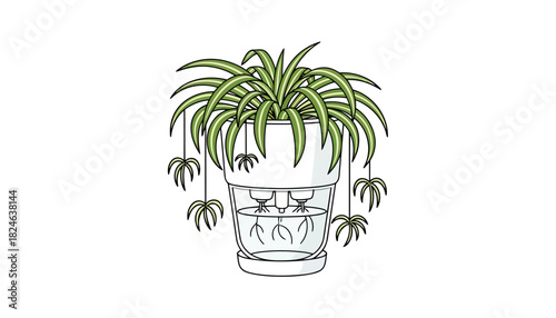 Spider plant illustration in selfwatering pot with plantlets.