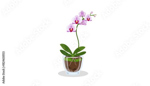 Elegant pink phalaenopsis orchid in glass pot.