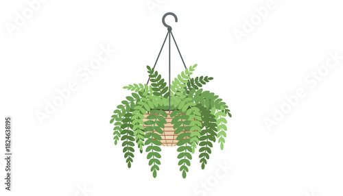 Lush hanging fern in woven basket planter.