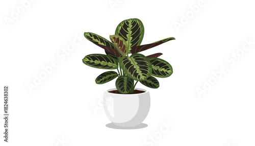 Variegated prayer plant in white ceramic pot.