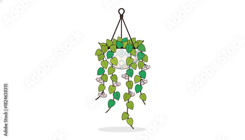 Cascading green hanging plant in black pot.