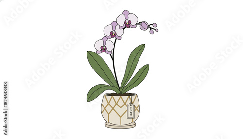 Elegant pink orchid in patterned ceramic pot illustration.