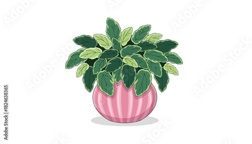 Variegated houseplant in pink striped pot illustration.