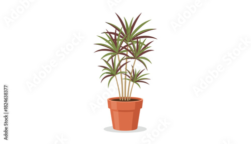 Spiky dracaena houseplant in terracotta pot isolated.