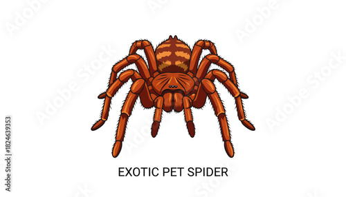 Bright Red Exotic Pet Spider Isolated On White.