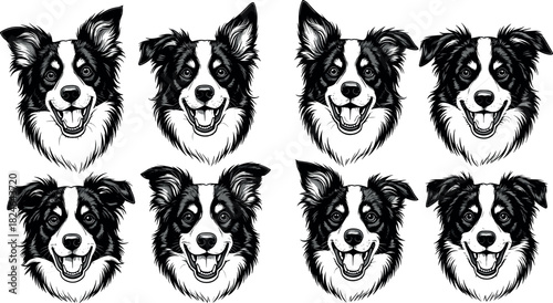Set of expressive Border Collie dog face illustrations in black and white style showing various emotions and ear positions vector art
