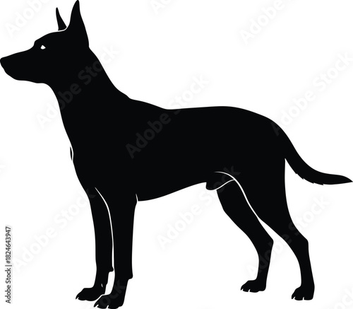 Silhouette of a belgian malinois dog standing alert and watching