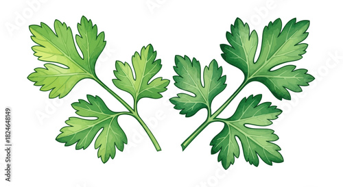 Vector illustration of fresh green parsley leaves