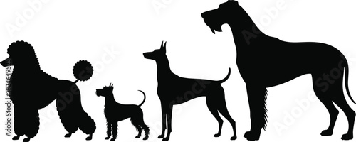 Set of dog silhouettes, poodle, terrier, doberman, wolfhound, black vector pet collection, isolated on white background, animal breed icons, canine