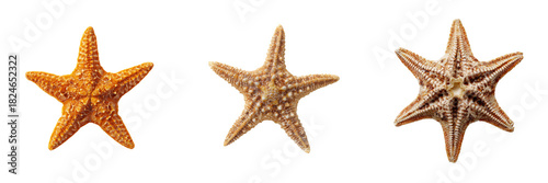 Colorful starfish with transparent background ocean wildlife close-up natural environment