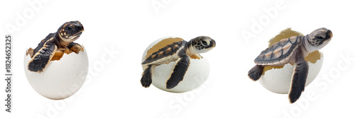 Newborn sea turtle hatchlings emerging from eggs transparent background wildlife photography