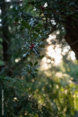 Holly in the forest at sunset. A Christmas plant in the park. Green leaves close-up. Red berries in the macro.
