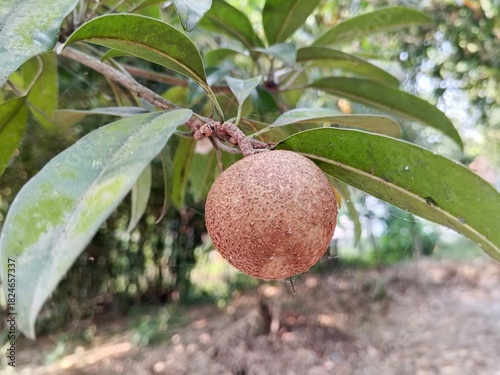 Ripe Tropical Sapodilla Fruit on Branch