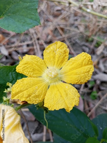 Golden Squash Blossom in Garden