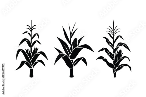 A set of corn stalk plant silhouette vector art illustration