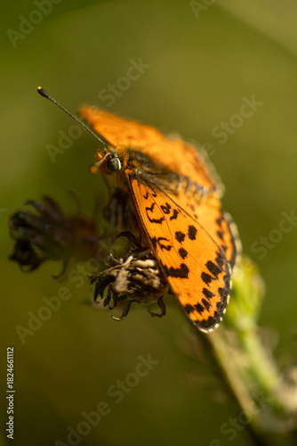 Butterfly Perched on a Flower
